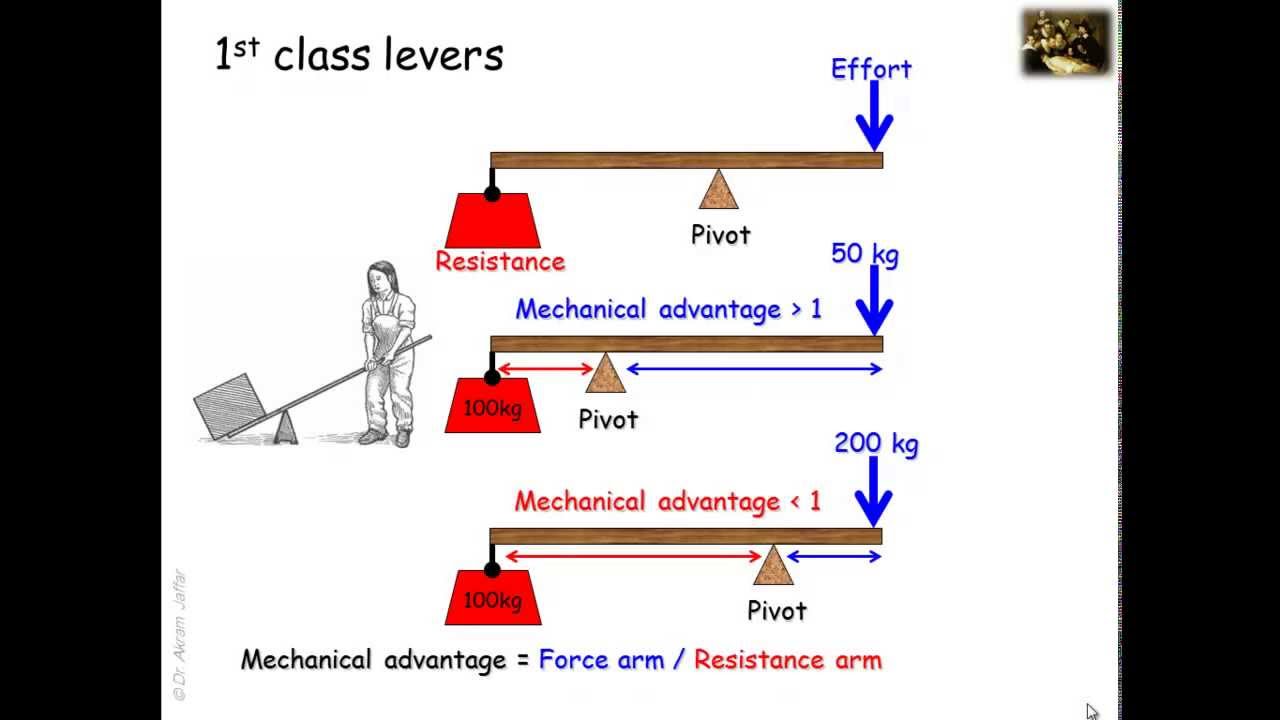 1st 2nd 3rd Class Levers In The Human Body