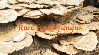 ផ្សិតឈើកម្របានឃើញ Rare wood fungus