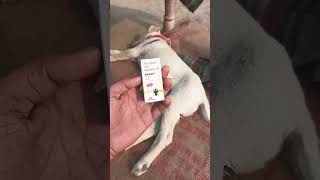 Bandy #dog #pets medicine💊