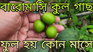 কাশ্মীরি আপেল ও বল সুন্দরী কুল কি বারোমাসি ? | টবে কাশ্মীরি আপেল কুল । টবে বল সুন্দরী কুল চাষ