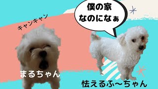 家なのに居心地が悪いふ〜ちゃんマルックス【マルチーズxミニチュアダックスフンド】