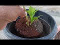 how to grow hydrangea flower plant best soil mixture for hydrangea flower plant