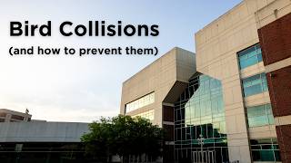 How to Stop Bird Window Collisions: The 70% Fix You Can Do at Home!