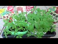 【再生栽培ミニトマト】これでも発芽するでしょうか？　⑩ ミニトマトの半分をそのまま植えたら発芽するか？実験してみました。