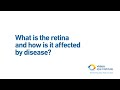 What is the retina and how is it affected by disease?