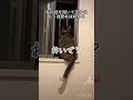 しっぽで返事した後めんどくさそうに返事するねこ funnycat おもしろ猫