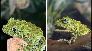 Herptile Intros Episode 6: Meet the Vietnamese Mossy Tree Frogs