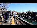 ユリカモメ（浜名湖佐久米駅）