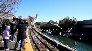 ユリカモメ（浜名湖佐久米駅）