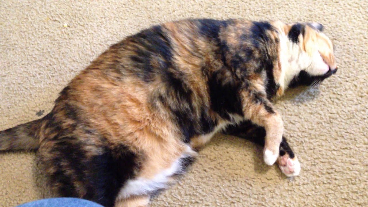 Crying Kitty Iii Youtube