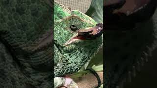 Female chameleon eating Grape