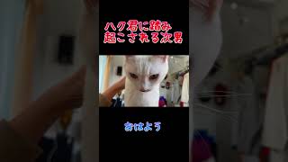 毎朝、弟猫に踏み起こされて困ってます