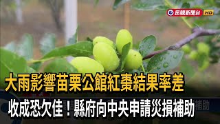 大雨無情打落花！ 公館紅棗結果率差 收成恐欠佳－民視台語新聞