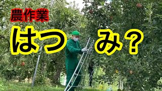 【川場村】はつみ？【農作業】