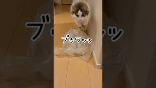 クリスマスにジャンプのプレゼント猫　#cat #ノルウェージャン #kitten #ねこ #癒し