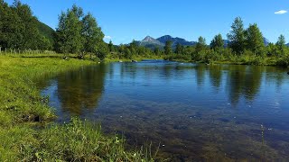 Norwegian forest landscape with relaxing nature sounds for work and studying