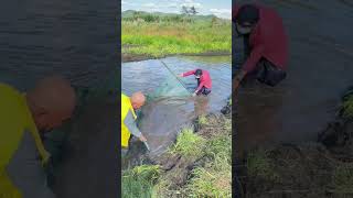 【搞笑漁民真實生活】东北抓鱼，真的好简单！#fishing#shorts