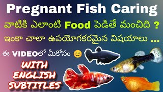 Pregnant fish caring in telugu | English Subtitles | aquariumworldtelugu