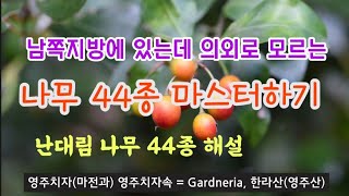 난대림 나무 3/4편 - 9월 남쪽지방 나무 44종류 해설, 여주 황학산수목원 난대식물원