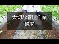 【キュウリ】良い実をたくさん収穫するための摘芯・整枝・追肥方法【有機農家直伝！無農薬で育てる家庭菜園】　22 6 23