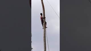 පොල් ගස් කැපිල්ල   coconut  tree cutting