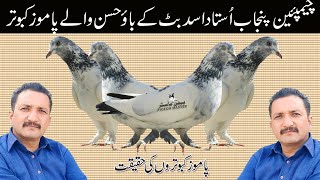 Ustad Asad Butt K Ustad Bao Hassan Marhom Walay Pamoz Kabootar | Namak Hilal Breed Pakistani Pigeons