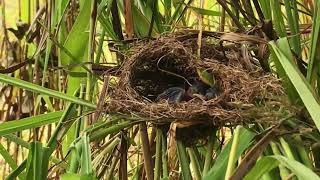 The beautiful baby bird in the world ( Natural mother find a food for baby in nest)Ep6