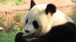 'Pandamania' French guests take rocky road to parenthood