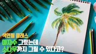 나무 색연필 드로잉 : 야자수 그렸는데 소나무까지 그릴 수 있다고? 색연필로 그림을 그려봐요 I color pencil