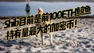 Shib目前是前100eth鲸鱼持有量最大的加密币