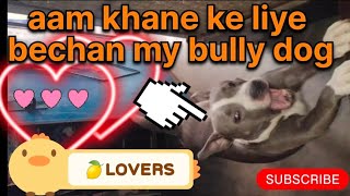 aam khane ke liye bechan my bully dog my bully dog video mango attack#dog #pitbull#doglover #video