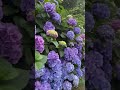 Hydrangea in Tokyo | アジサイ #japan #hydrangea