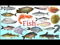 मछली का नाम English mai || Fish names and picture || Fish || Easy english learning process