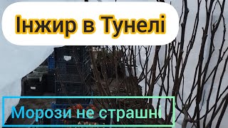 Нарешті і я Накрив Інжир на Зиму. Перевірений роками варіант)))