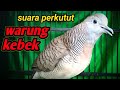 Perkutut lokal gacor. ( WARUNG KEBEK ).