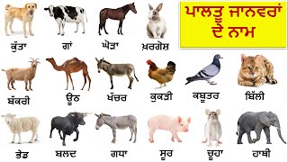 Domestic Animals Names in Hindi and English || ਪਾਲਤੂ ਜਾਨਵਰਾਂ ਦੇ ਨਾਮ