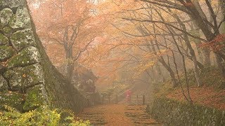 「石垣参道」染め上げる　百済寺の紅葉