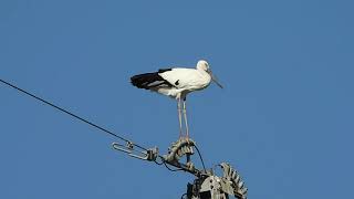 鳴門コウノトリ 2021/10/07 撮影 成長記録 徳島県鳴門市