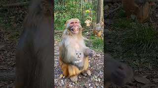 Monyet Ini Punya Tawa yang Menular—Siap-siap Ikut Tertawa! 🐵😄