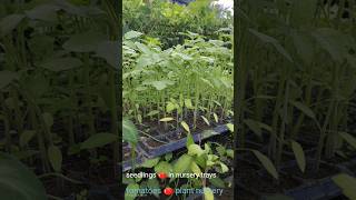 🍅 Plants growing in nursery tray #farming #gardening #tomato #satisfying #nursery tray