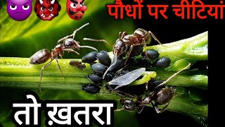 यह Aphid क्या होते हैं | चीटियां पौधों पर क्यों आती हैं | एफिड और चीटियों में सम्बन्ध