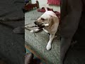 karubu from andra labrador family youtube doglover maya