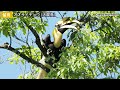 タイのジャングルが天国でした…【野鳥撮影vlog】