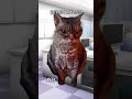 itエンジニアあるある itエンジニア 猫ミーム 猫マニ catmemes あるある 社会人