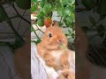 rabbit like you i can beat ten people. cute pet debut plan. rabbit. pastoral cute pet