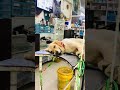 maa parwati dog clinic moradabad viral dog