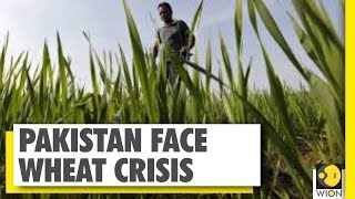 Pakistan face unprecedented wheat crisis, Price increased by Rs 6-10 kilo