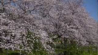 東海道新幹線富士川鉄橋付近の桜 2012_04_07.m2ts