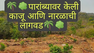 गेलो काजूची आणि नारळाची लागवड पाहायला/To see cashew and coconut cultivation  🍐🍐🥥🥥🥥