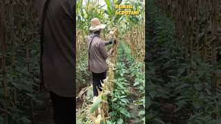 Begini Cara Petani Potong Jagung Tumpang Sari Cabe